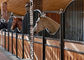 O cavalo de aço personalizado da segurança interna de bambu provisória da placa para a fábrica dos estábulos do cavalo feita