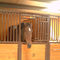 O painel equino equestre das portas dianteiras das portas estáveis guarda cavalos para a venda