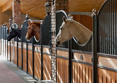 O cavalo europeu da parte traseira interior do sólido para 12 a altura dos pés de comprimento 220cm